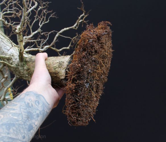 bonsai root pruning